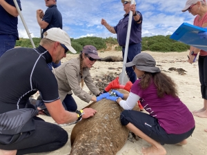 The research team works on a sedated sea lion (Photo: Kelly Waples DBCA)