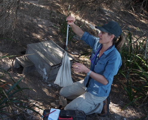 Penguin researcher Dr Belinda Cannell, doing field work