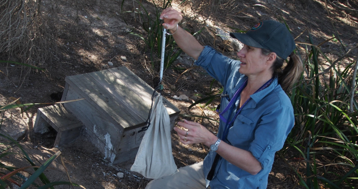 Penguin researcher Dr Belinda Cannell, doing field work
