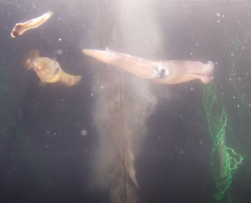 Squid in a tank at Curtin University