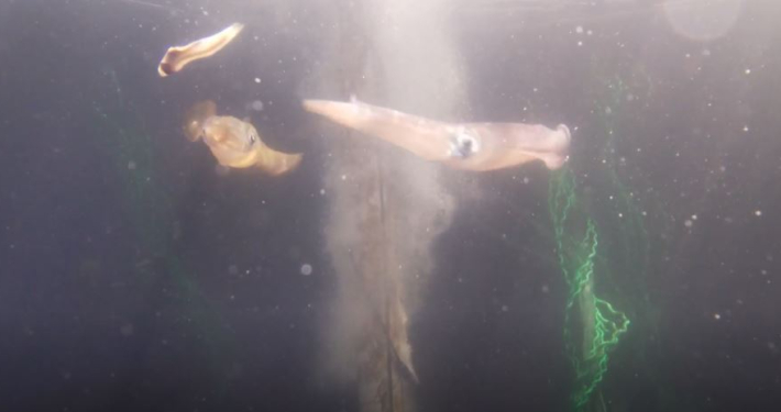 Squid in a tank at Curtin University