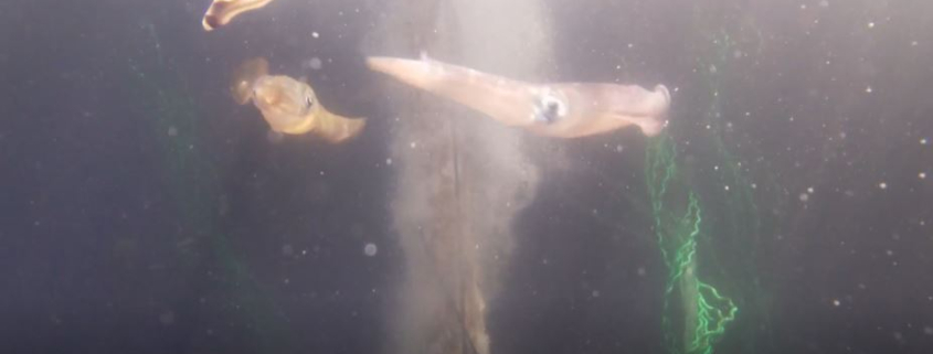 Squid in a tank at Curtin University