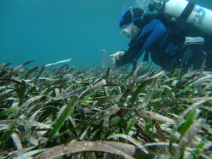 Alicia Sutton doing a seagrass survey at Rottnest Island