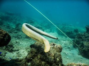 Sea snake