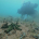 Diver at Exmouth Gulf with starfish in the foreground