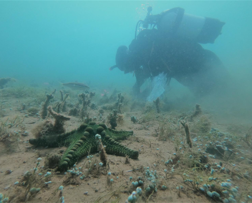 Diver at Exmouth Gulf with starfish in the foreground