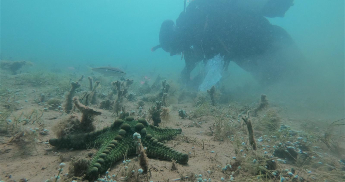 Diver at Exmouth Gulf with starfish in the foreground