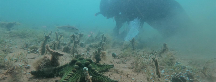 Diver at Exmouth Gulf with starfish in the foreground