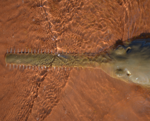 Sawfish in shallow water